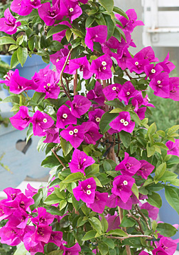 Paper Flower